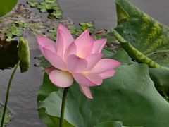 -荔湾湖公园