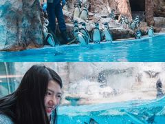 -帝企鹅自助餐厅•儿童岛•真企鹅(长隆企鹅酒店)