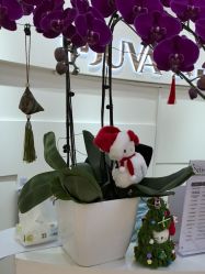 -JUVA欧华医美连锁