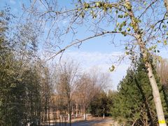 -永定河休闲森林公园