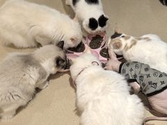 -藏猫猫咖啡主题馆(中央大道店)