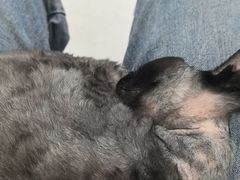 -琪喵猫屋·撸猫猫咖·猫舍