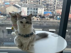 -怪兽屋·羊驼·猫咖·狗咖(俊华广场店)