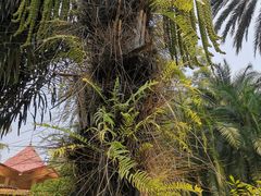 -中国科学院西双版纳热带植物园