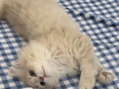 -唐小姐の猫狗洗护·购宠旗舰店(周浦万达店)