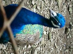 android_upload_pic-藏龙百瀑风景区