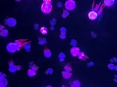 -太平洋海底世界