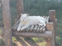 -西霞口神雕山野生动物世界