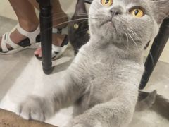 -猫小院猫主题餐厅(三里屯店)