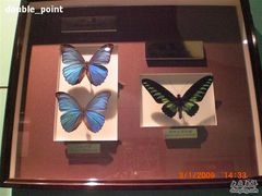 -上海昆虫博物馆