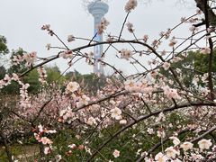 -南京古林公园