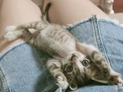 -爱侣宠医·鹦鹉专科·小型哺乳类·异宠专科(灵石路店)