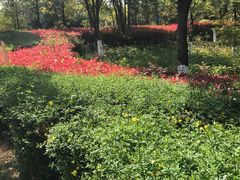 -洛龙公园