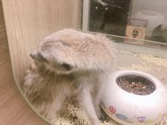 -藦茜花园宠物主题亲子互动体验馆(国顺东路店)