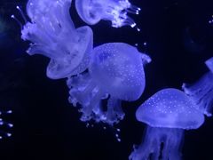 -青岛海底世界-水族馆