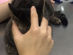 -瑞派名望志远动物医院·猫科·內科·异宠专科(直港大道店)