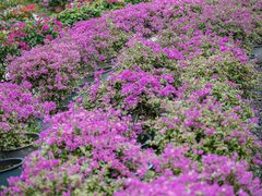 -莲花山公园