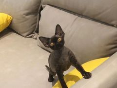 -猫十亿·布偶金渐层·曼基康矮脚猫舍(青年路店)