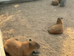 -西霞口神雕山野生动物世界