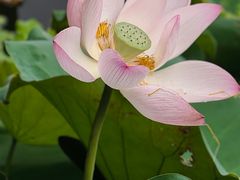 -荔湾湖公园