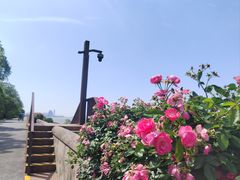 -上海滨江森林公园