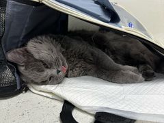 -纳吉亚猫专科动物诊疗中心(蒋宅口分院)