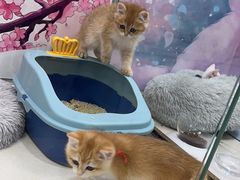 -糯米喵星人总部直营旗舰店·猫舍·幼猫出售