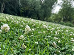 -上海共青森林公园