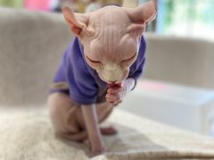 -藏猫猫咖啡主题馆(中央大道店)