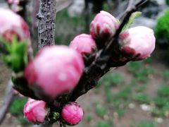 -桃花堤公园