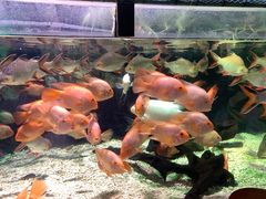 -太平洋海底世界