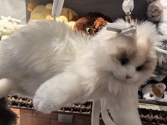 -番茄口袋(上海普陀区环球港店)