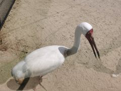 -盐城丹顶鹤湿地生态旅游区