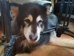 -more than meow吴止猫主题餐厅(承德 中船汇店)