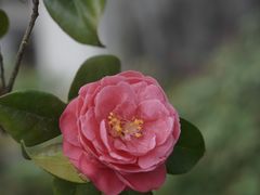 -东梓关景区村庄