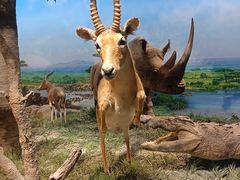 -国家自然博物馆