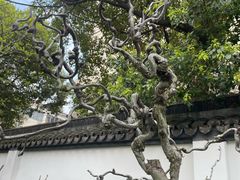 -上海醉白池公园
