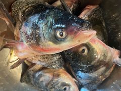 -花鲢鱼头火锅(春城东路店)