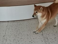 -喜柴咖啡·柴犬狗咖