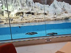 -帝企鹅自助餐厅•儿童岛•真企鹅(长隆企鹅酒店)