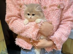 -欣宠猫屋·矮脚拿破仑·蓝金金渐层