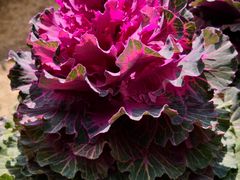 -中国天府农业博览园