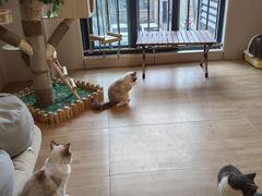 -唐小姐の私宠·宠物洗护美容·撸猫馆·购宠(周浦万达旗舰店)