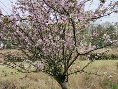 -桤木河湿地公园