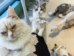 -怪兽屋·羊驼·猫咖·狗咖(俊华广场店)