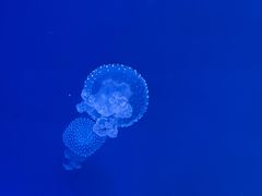 -海合安青岛极地海洋公园