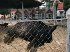 -意大利农场度假村