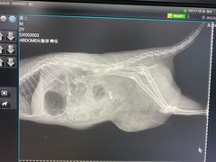 -瑞派·关忠动物医院·异宠专科·犬猫肿瘤·皮肤专科(望京店)