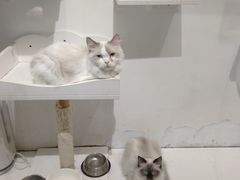-喵喵咪呀布偶猫咖(春熙路店)