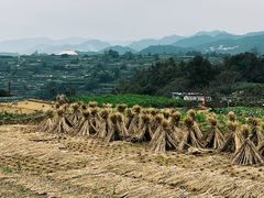-乌石村